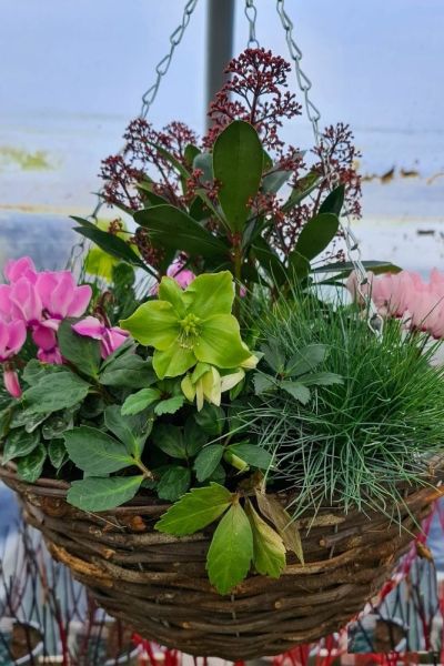 12 top plants for a brilliant winter container garden display