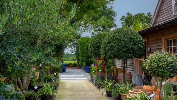 How to Choose the Best Garden Screening Plants – What’s New & What Works