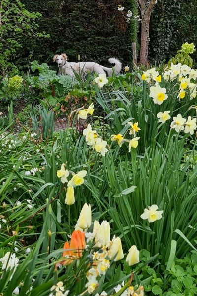 Daffodils – the star of the show or the Cinderella of the garden?