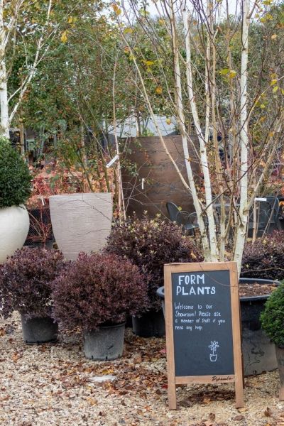 How to plant a tree – and what to do when a tree is planted wrong