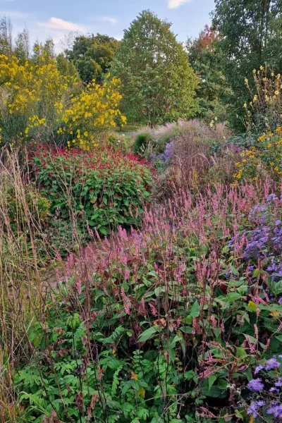 The very best time to plant perennials + top tips on filling a gap in your border