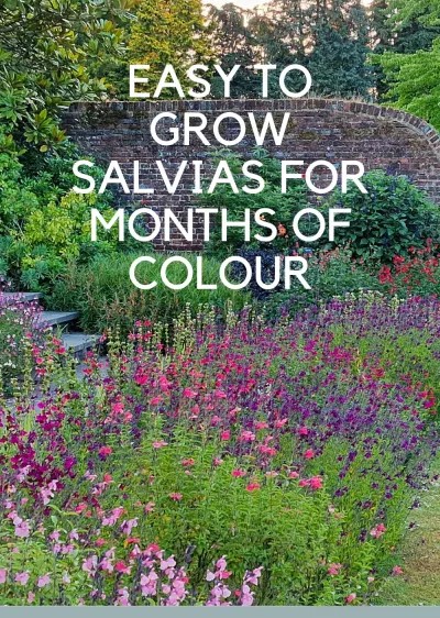 Salvias – expert tips on growing long-lasting flowers