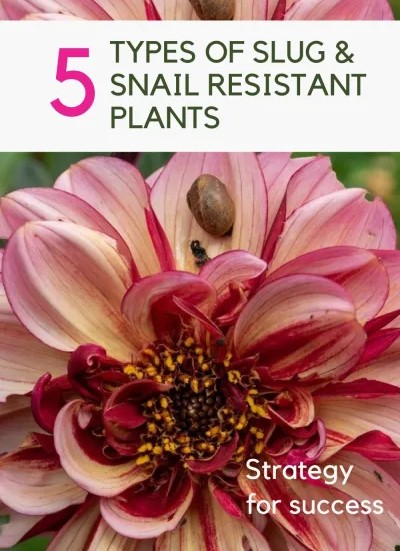5 types of slug resistant plants – the easy way to beat snails and slugs in the garden