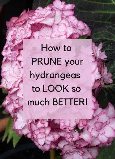 The really easy guide to pruning hydrangeas