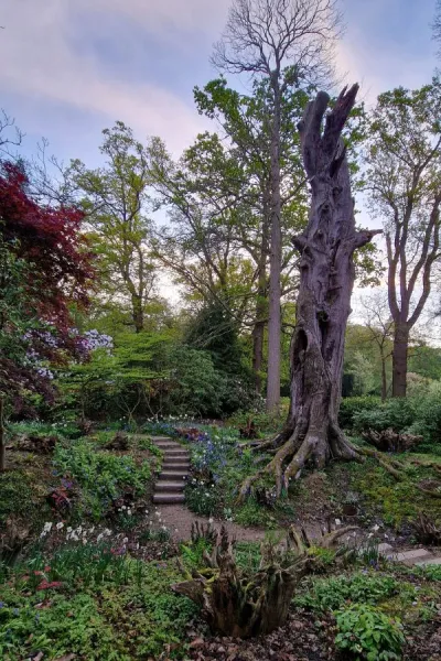 Transform a shady corner of your garden with a stunning stumpery