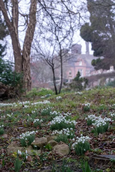 Snowdrops in your garden – when, where and how to plant for success