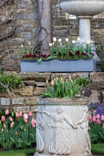 How to plant and grow tulips for a stunning display