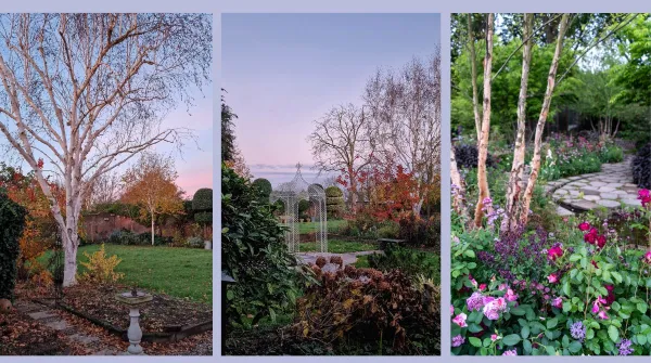 Top tips for trees – what you really need to know before you prune your trees