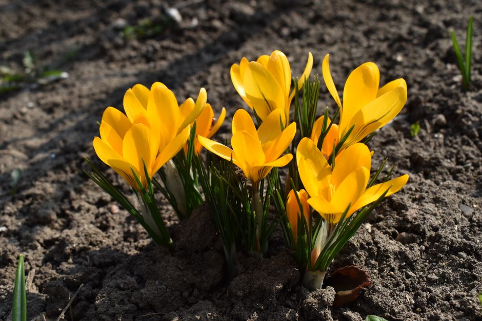 Close-up of bright yellow crocus flowers blossoming in soil during springtime.