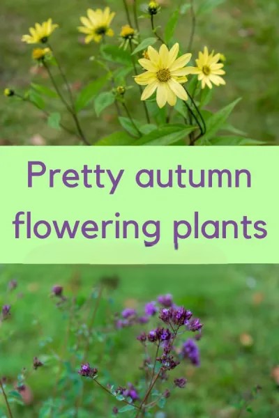 10 top autumn garden tips and plants