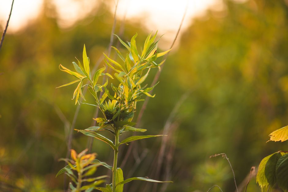 Close-up of a vibrant green plant with foliage in soft sunlight, showcasing nature's beauty.