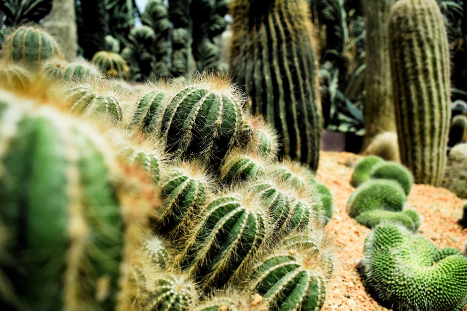 Stunning close-up shot of diverse cactus species in a desert garden setting.