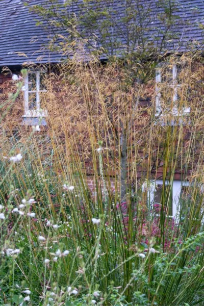 7 brilliant ornamental grasses to give your border light and movement