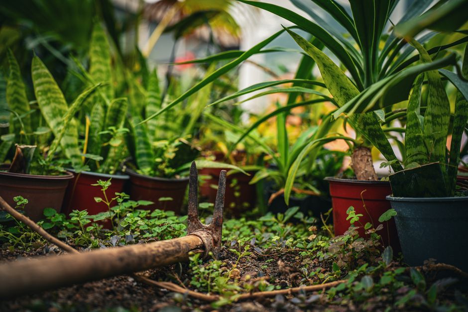 Dividing Perennials in April Without Losing Bloom