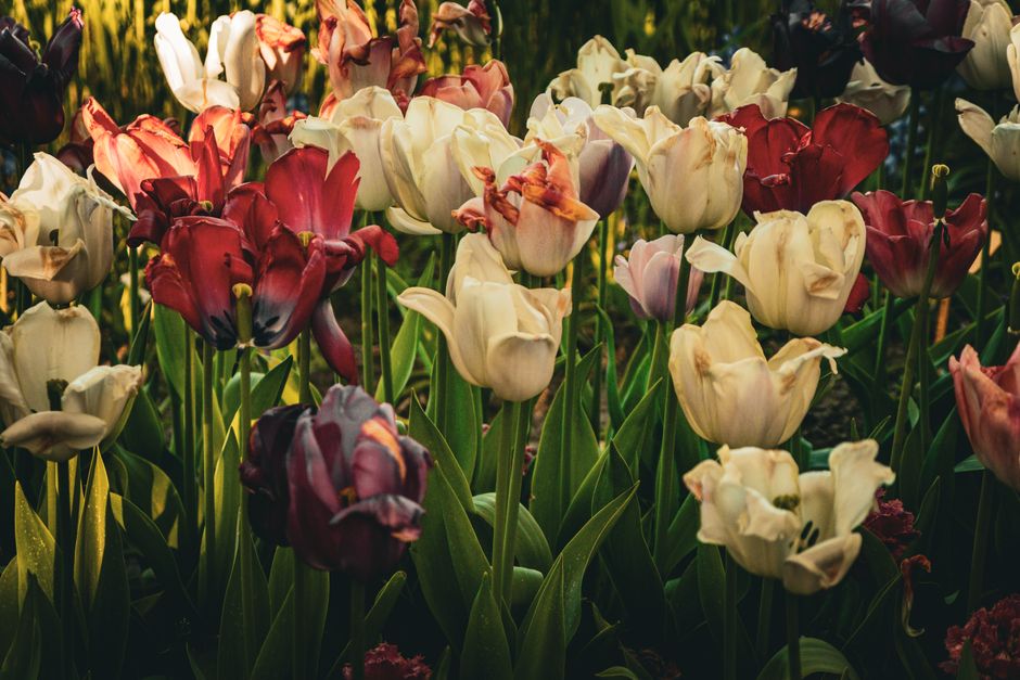 Vibrant tulips in full bloom during spring. Perfect for floral and nature themes.