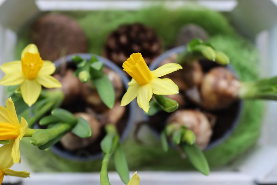 Spring Bulb Aftercare Once Foliage Yellows: Spring Bulb Aftercare: What to Do When Leaves Yellow