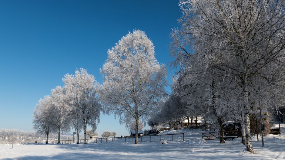 Serene winter scene of snow-covered trees in Beverungen, Germany under clear blue skies.