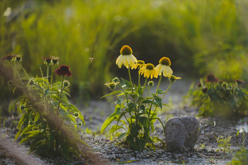 Yellow and red coneflowers bloom in a sunlit garden, showcasing nature's beauty in summer.