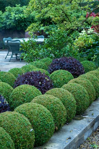 The three best alternatives to box for simple topiary